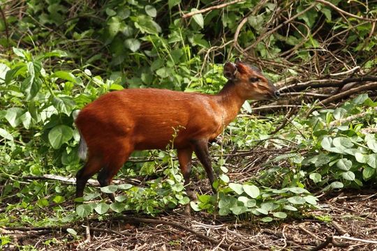 Image of Forest Duikers