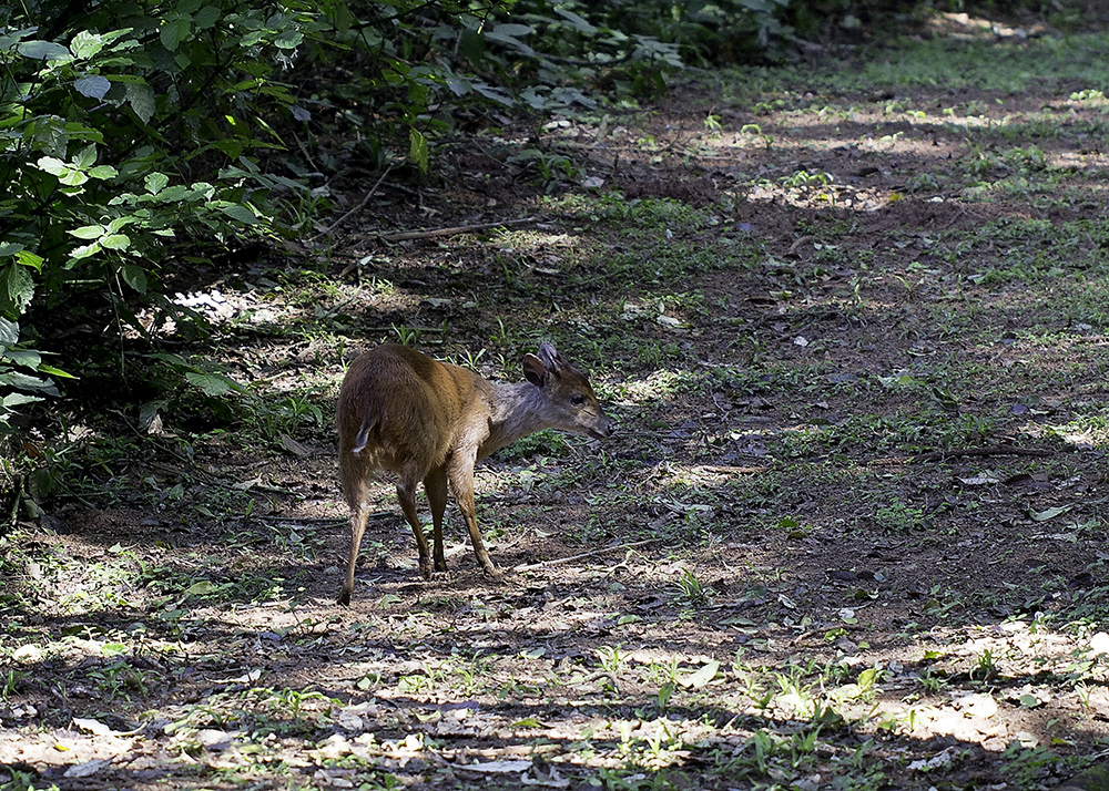 Image of Natal Duiker