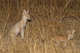 Image of African Sand Fox