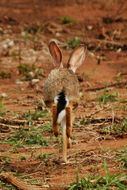 Image of Savannah Hare