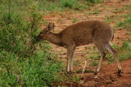 Image of Common Duiker