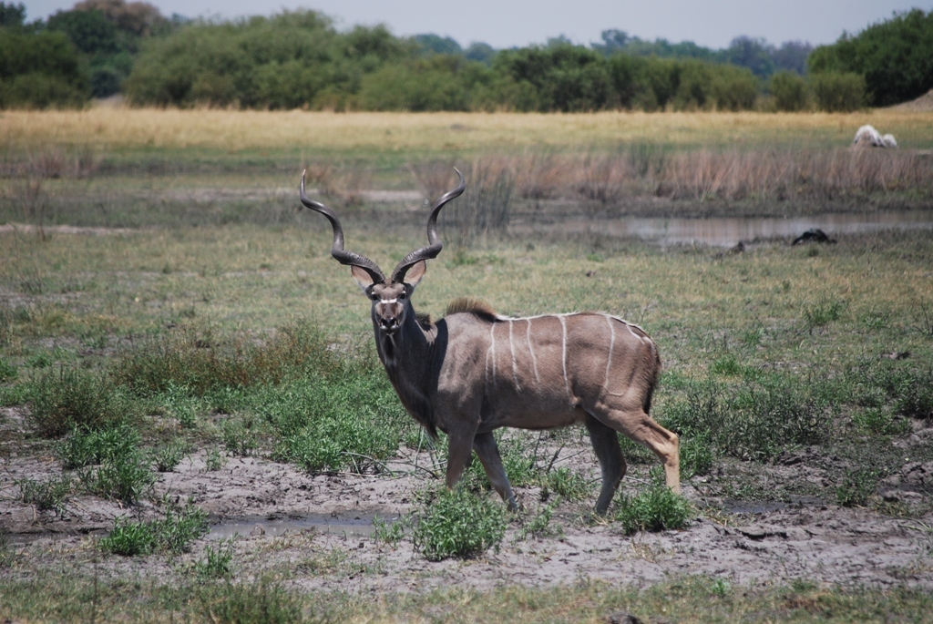 Image of Greater Kudu