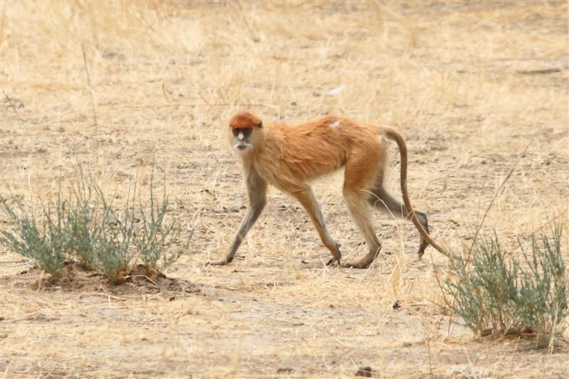 Image of Patas Monkey