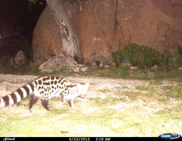 Image of Cape Genet