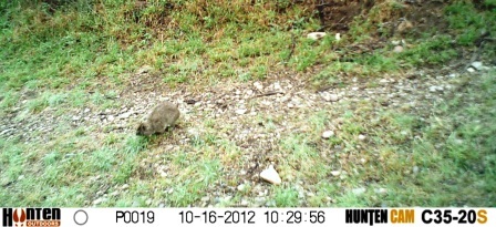 Image of Rock Hyrax