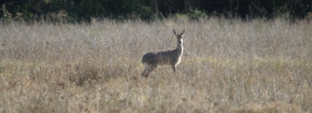 Image of Grey Rhebok