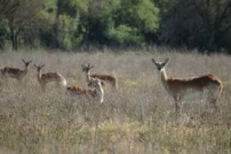 Image of Red Lechwe