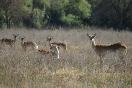 Image of Red Lechwe