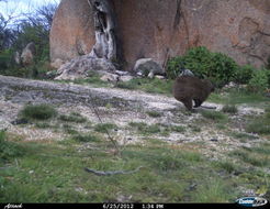 Image of Rock Hyrax