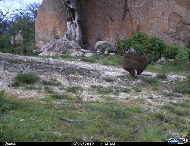 Image of Rock Hyrax