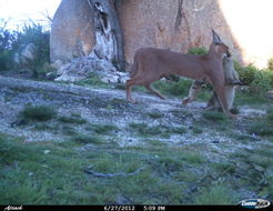 Image of Caracals