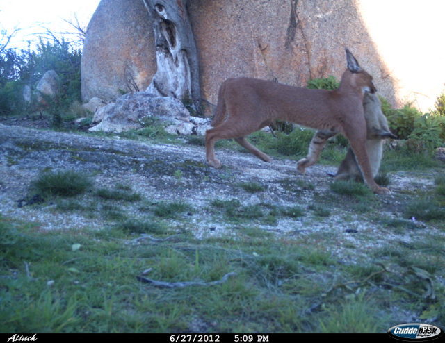 Image of Caracals