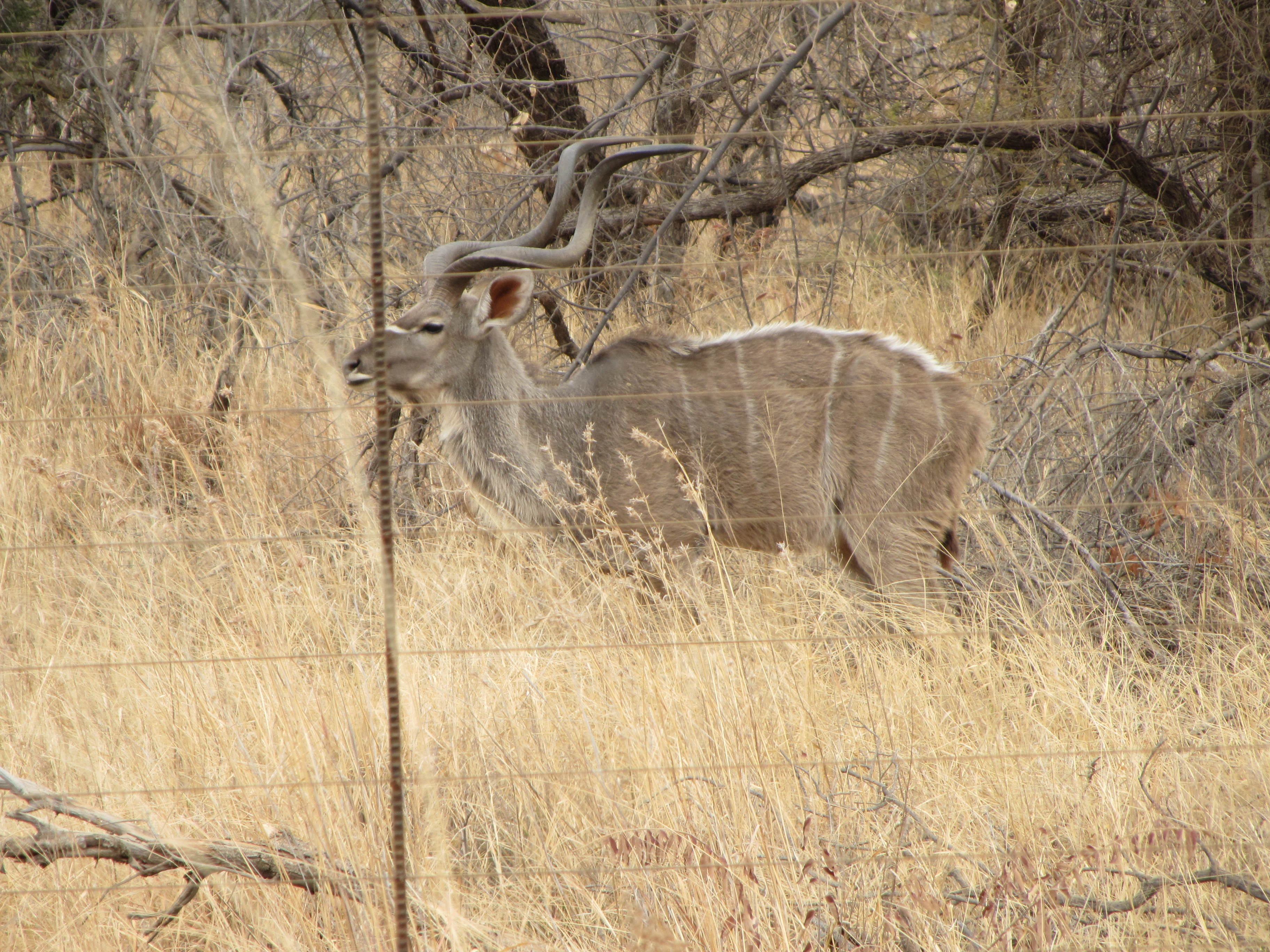 Image of Greater Kudu