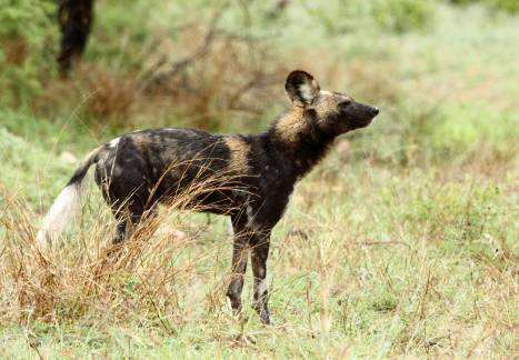 Image of African Hunting Dog