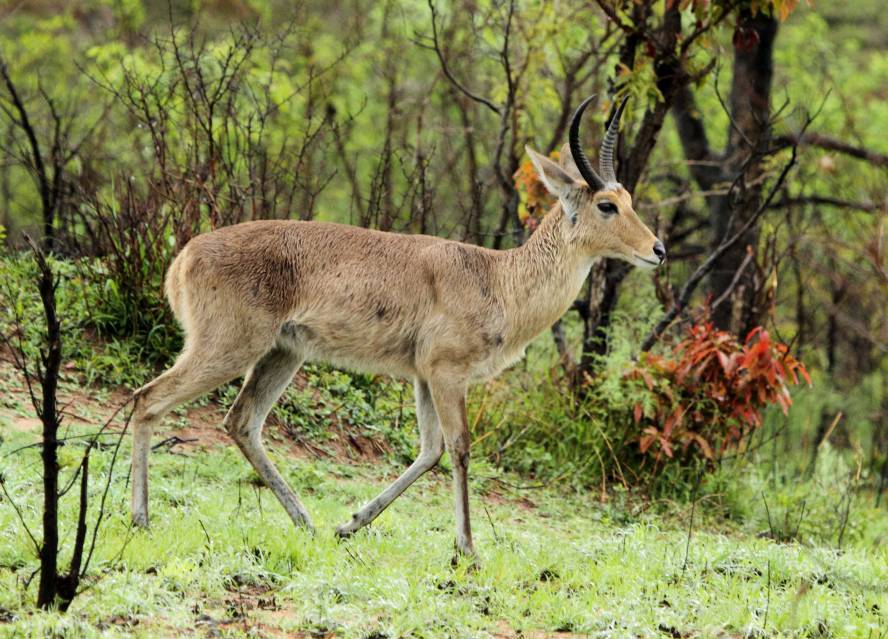 Image of Southern Reedbuck