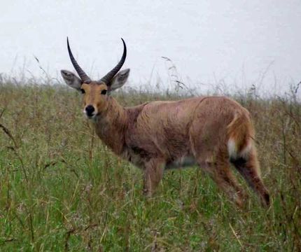 Image of Southern Reedbuck