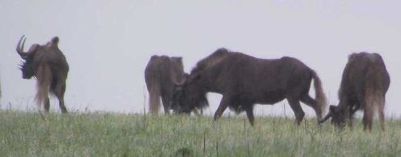 Image of Black Wildebeest