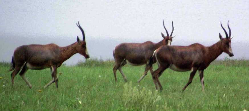 Image of Blesbok