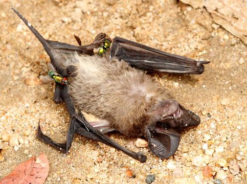 Image of Lesser Free-tailed Bat