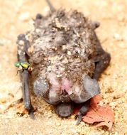 Image of Lesser Free-tailed Bat