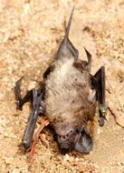 Image of Lesser Free-tailed Bat