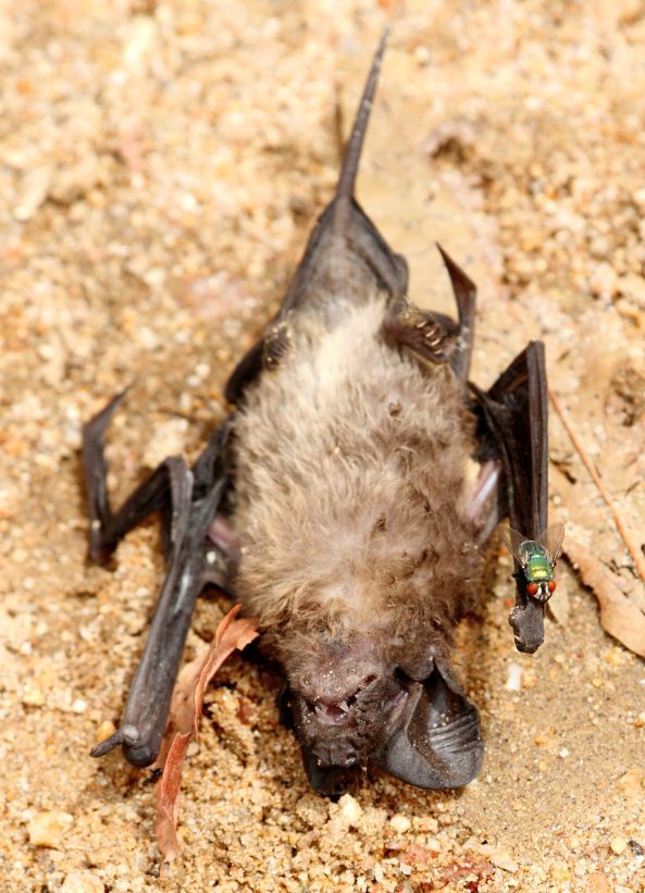 Image of Lesser Free-tailed Bat