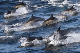 صورة دلفين شائع
