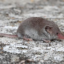 Image of Lesser Dwarf Shrew