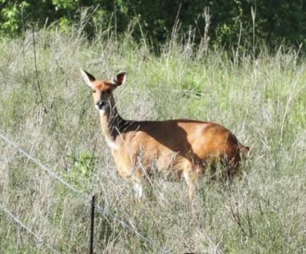 Image of Bushbuck