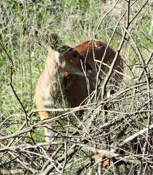 Image of Bushbuck