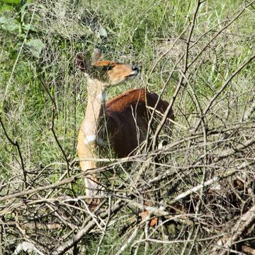 Image of Bushbuck