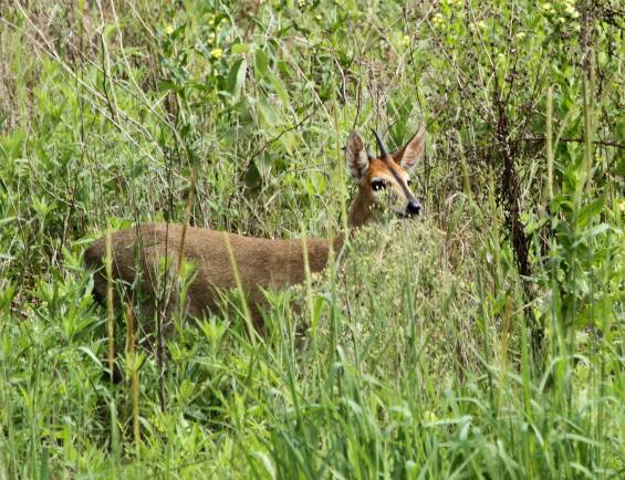 Image of Common Duiker