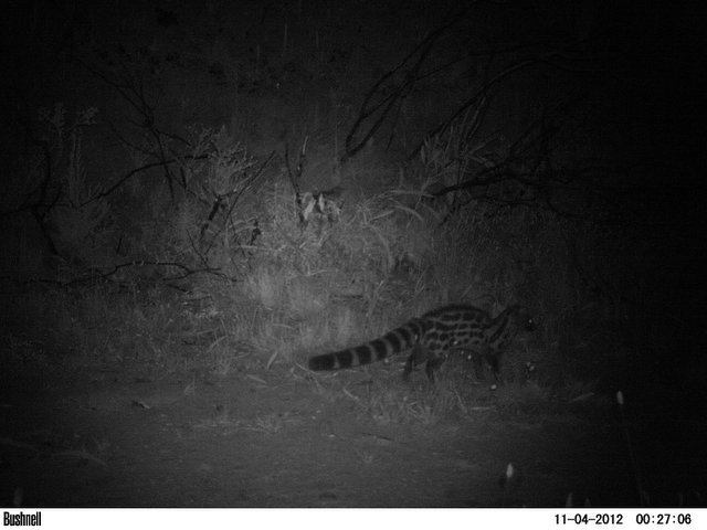 Image of Cape Genet