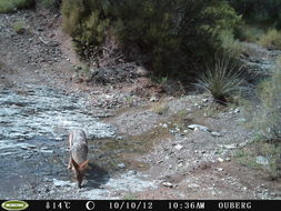 Image of Black-backed Jackal