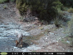 Image of Black-backed Jackal