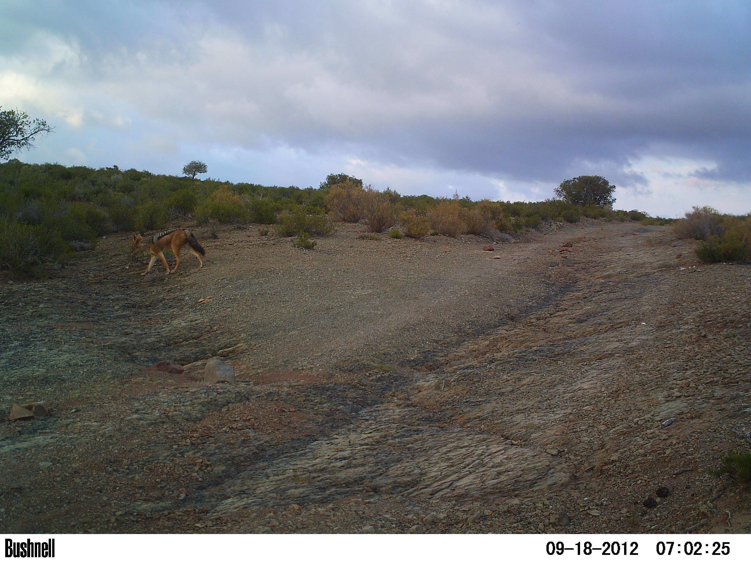 Image of Black-backed Jackal