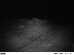 Image of Black-backed Jackal