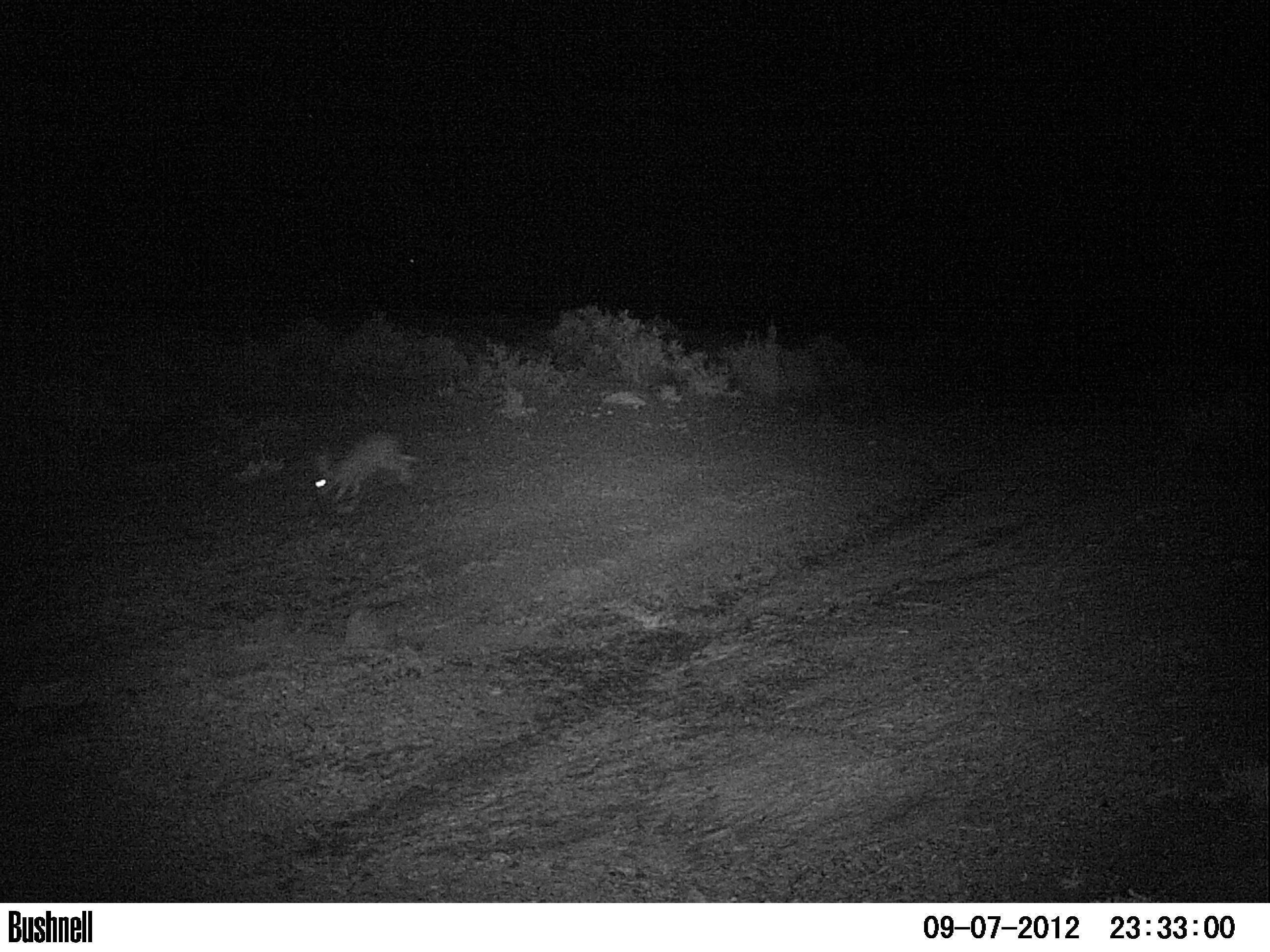 Image of Black-backed Jackal