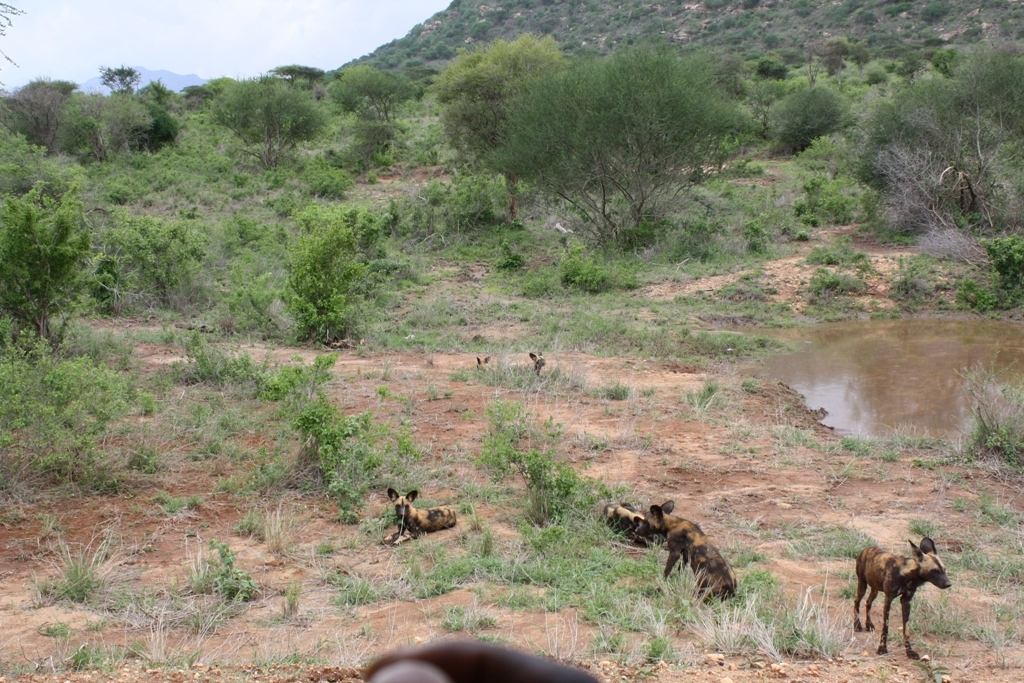 Image of African Hunting Dog