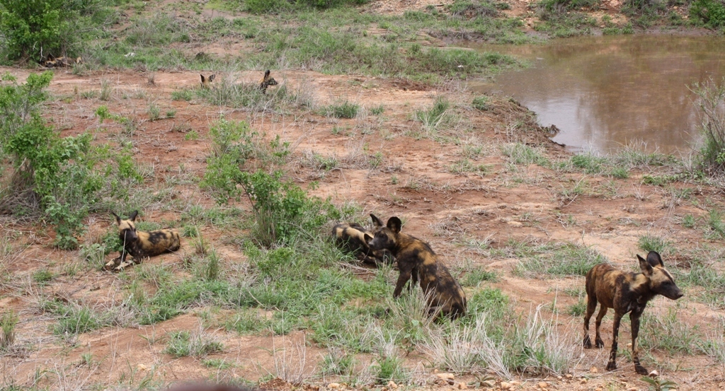 Image of African Hunting Dog