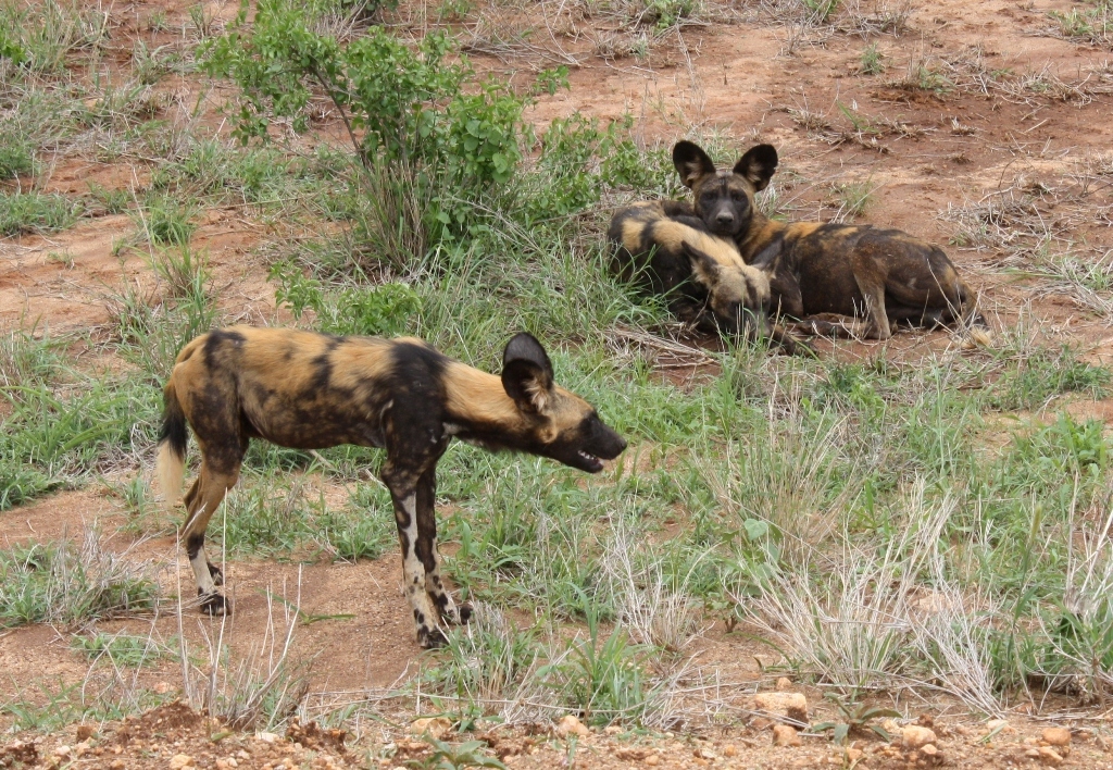 Image of African Hunting Dog