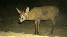 Image of Common Duiker