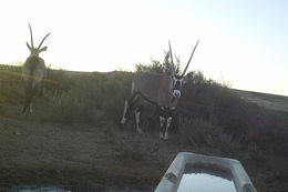 Image of Gemsbok