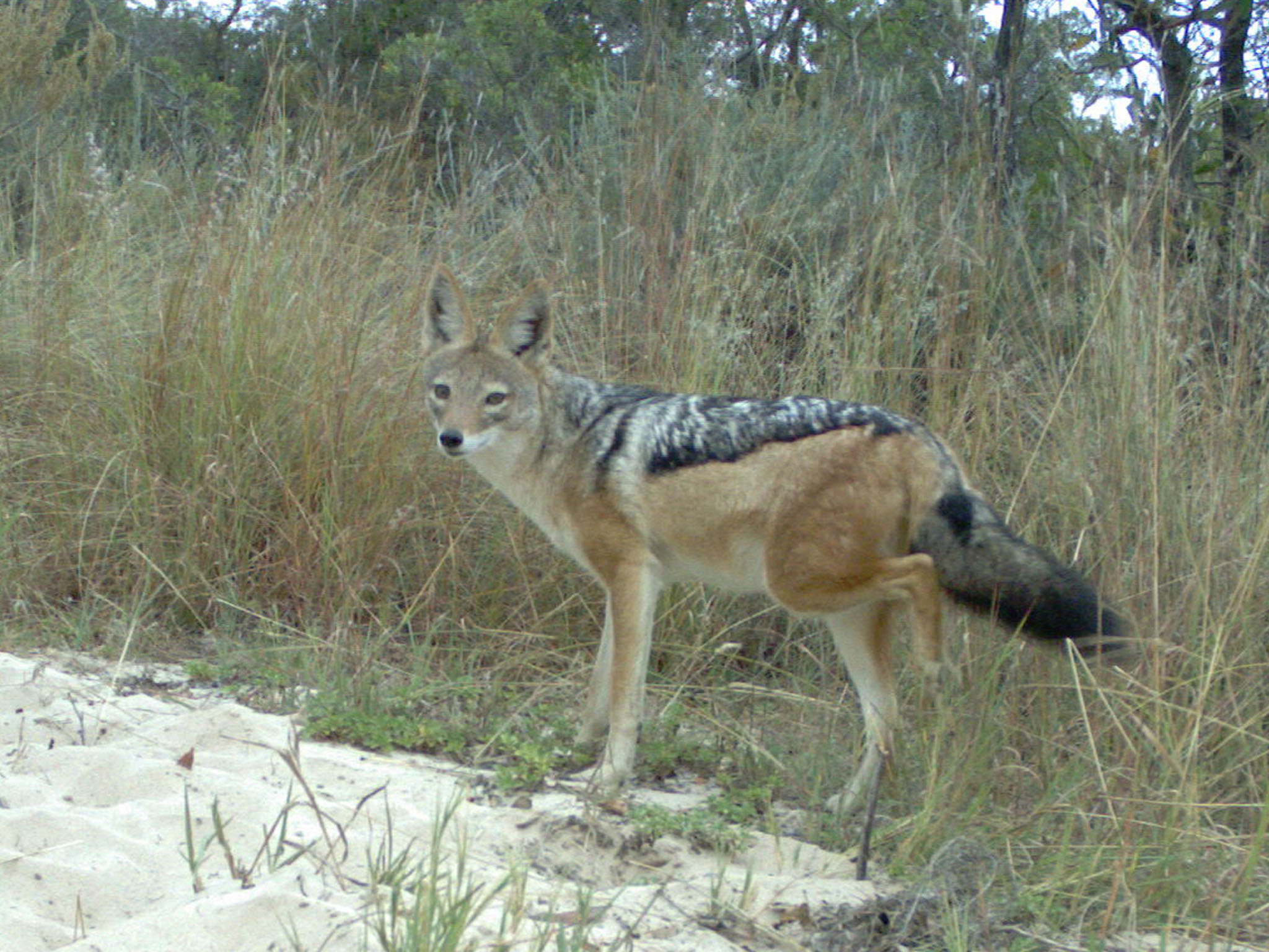 Image of Black-backed Jackal