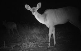 Image of Greater Kudu