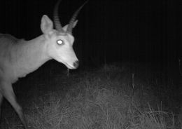 Image of Southern Reedbuck