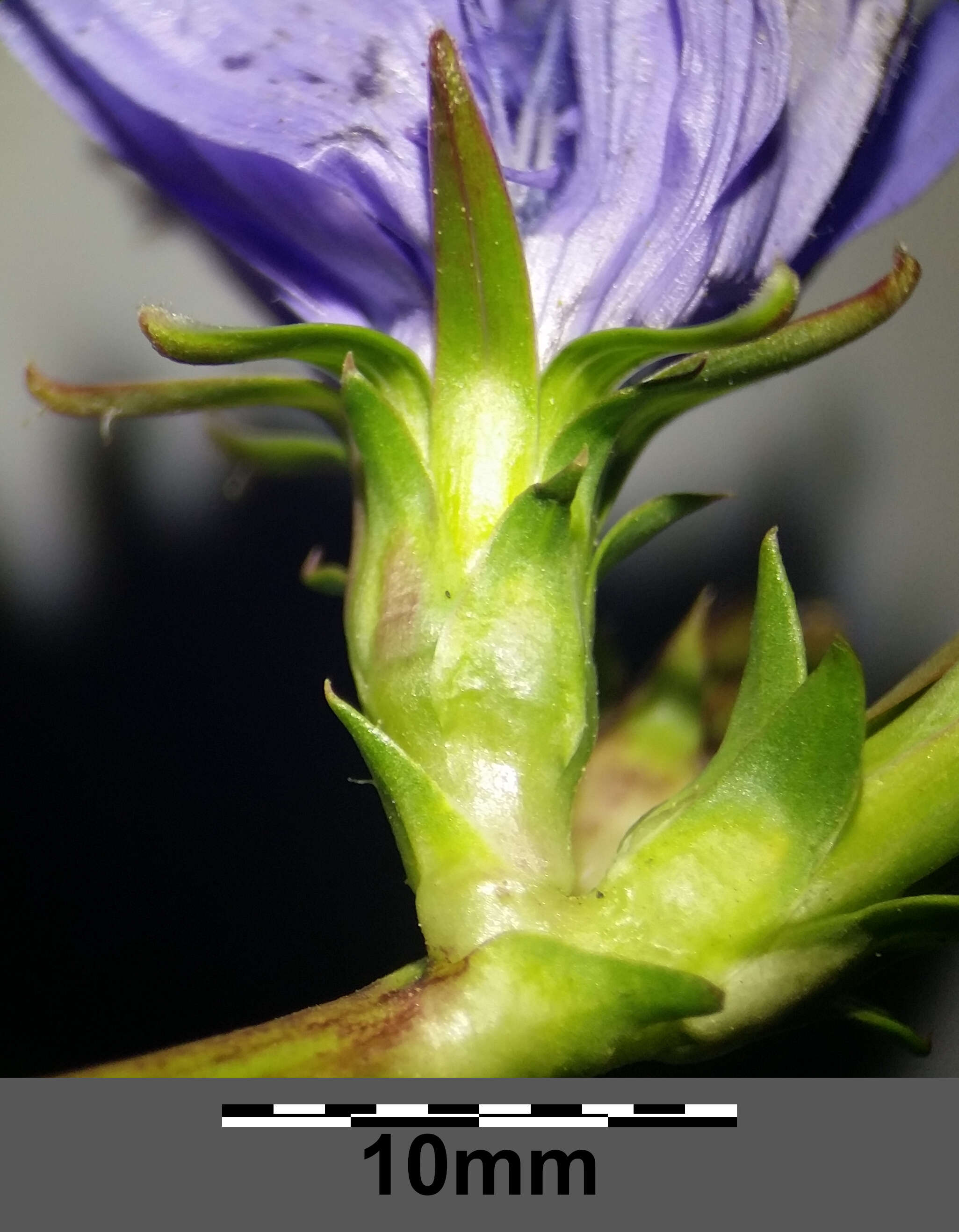 Image of chicory