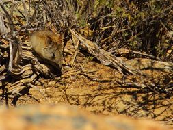 Image of Western Rock Elephant Shrew