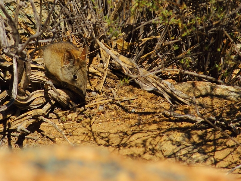 Image of Western Rock Elephant Shrew