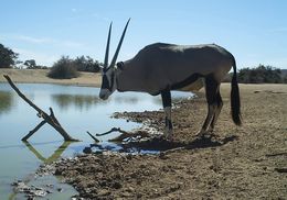 Image of Gemsbok